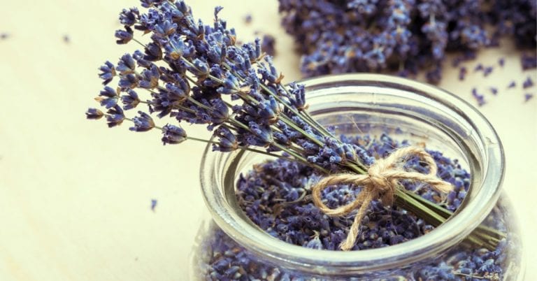 קורס צמחי מרפא - מכללת ברק